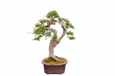 Beyaz arka planda ağaç şeklinde oyulmuş karaağaç bonsai.