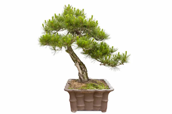 Bonsai Árvore Cinco Pinheiro Agulha Isolado Fundo Branco Pinus Parviflora Fotos De Bancos De Imagens