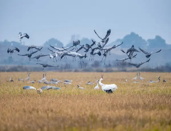Vinterfält Flyttfåglar Landskap God Naturlig Ekologisk Natur — Stockfoto