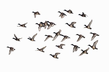 Baer 'in Pochard' ı beyaz arka planda uçuyor, Aythya baeri, nesli tükenmekte olan bir dalış ördeği.
