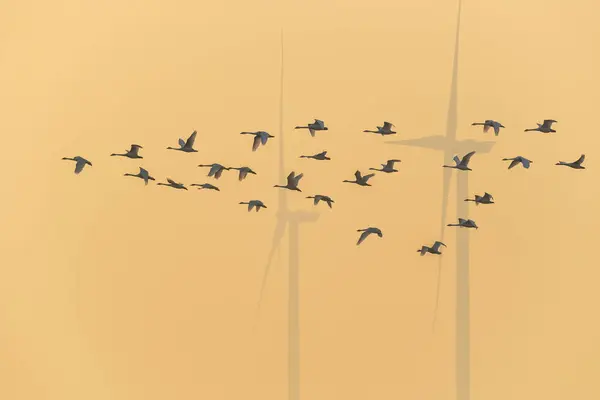 Little Swans Fly Wind Farms Haze Abstract Environment Background — Stock Photo, Image