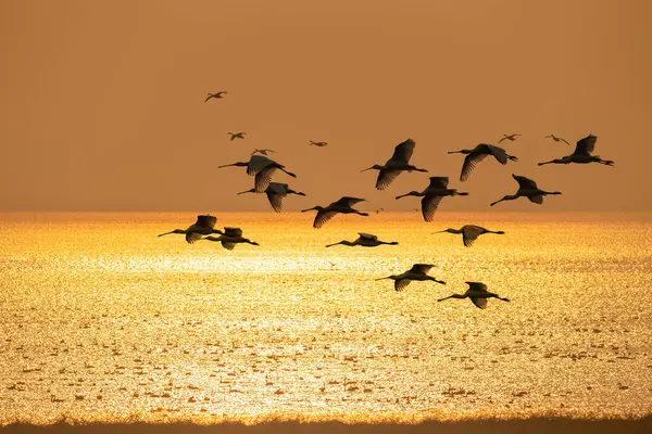 Zwerm Trekvogels Van Lepelaar Die Bij Zonsopgang Het Meer Vliegt — Stockfoto