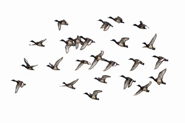 Baer Pochard Fliegen Mit Weißem Hintergrund Aythya Baeri Eine Stark — Stockfoto
