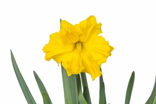 Daffodil Flower Isolated White Background Clipping Path Varieties Pleated Skirt — Stock Photo, Image