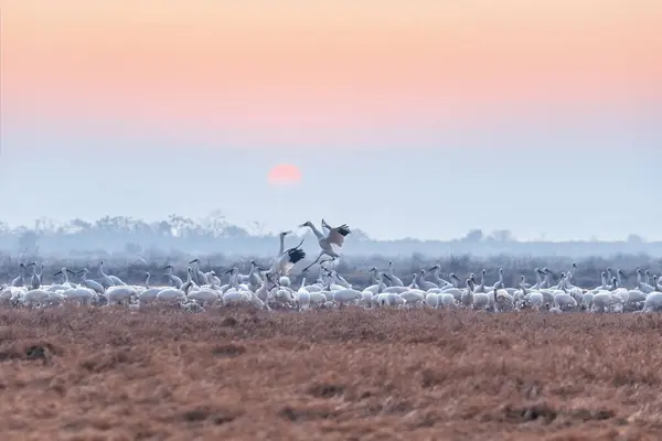 stock image a flock of white cranes on the grassland in the lake area during the dry season, migratory bird landscape in the early morning, Jiangxi province, China