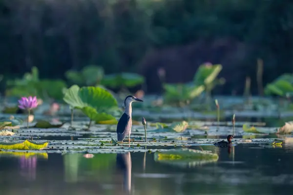 Night Heron Closeup Summer Lotus Pond — Stock Photo, Image