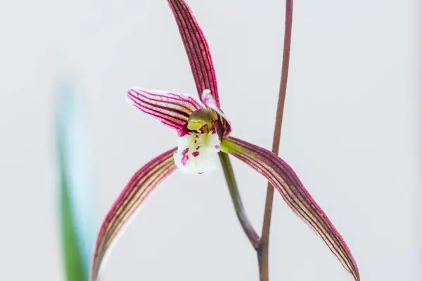 Pourpre Fleur Orchidée Gros Plan Printemps — Photo