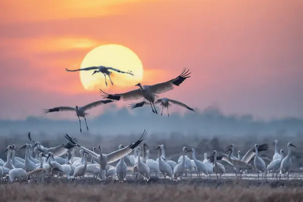 Güzel Göçmen Kuş Sahneleri Sibirya Beyaz Turna Sürüsü Gündoğumunun Altında Telifsiz Stok Fotoğraflar