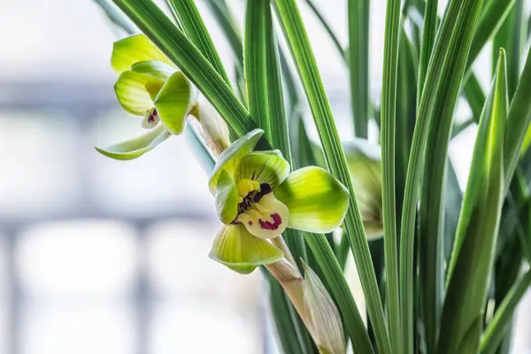 Primer Plano Las Orquídeas Primaverales Que Florecen Flores Famosas Chinas Imagen de archivo