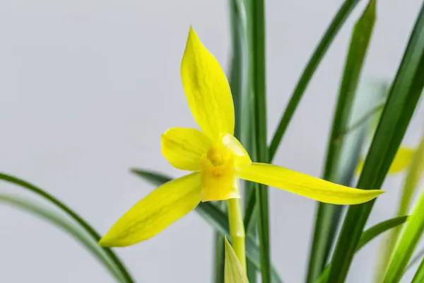 Крупним Планом Квітуча Весняна Орхідея Традиційні Відомі Квіти Китаї Стокове Фото
