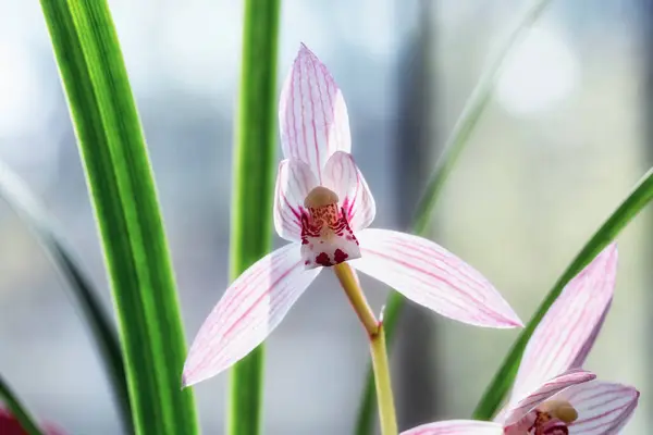 Roze Lente Orchidee Bloeien Zonlicht Rechtenvrije Stockfoto's