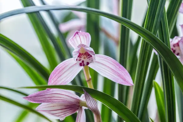 Schöne Rosa Orchideen Blühen Frühling lizenzfreie Stockbilder