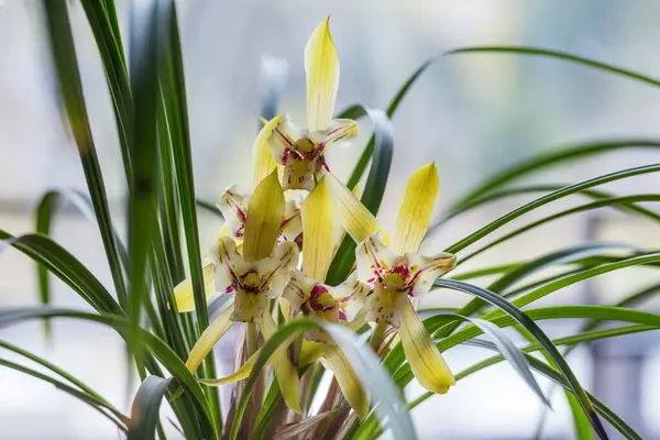 Närbild Den Gula Våren Orkidé Blommar Stockbild