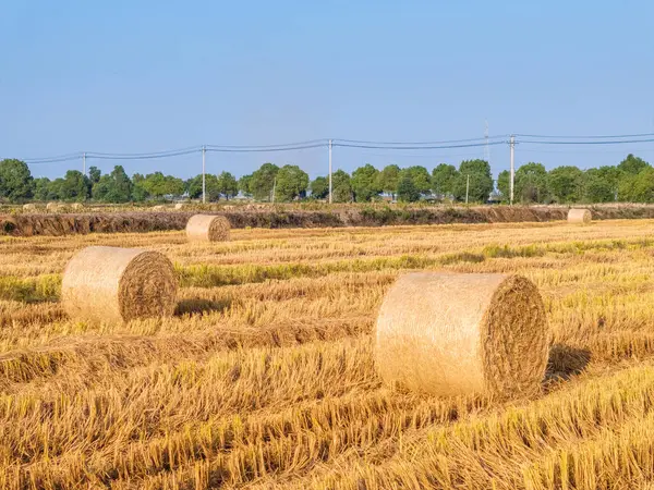 Straw Bales Rice Fields Autumn Harvest Agriculture Landscape — Stock Photo, Image