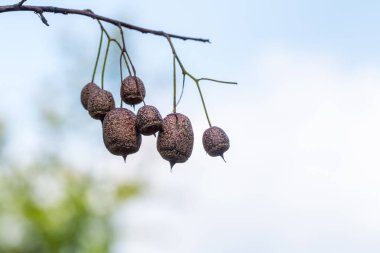 Sinojackia xylocarpa Hu, Styrax familyasından bir ağaçtır. Botanik bitki örtüsü nadirdir. Meyve, Jiangsu Çin 'e özgü bir çekiç gibidir..