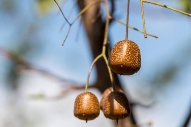 Sinojackia xylocarpa Hu is a tree in the Styrax family Styracaceae, botanical flora rarity, the fruit is like a scale hammer, native to Jiangsu China. clipart