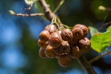 Sinojackia xylocarpa Hu, Styrax familyasından bir ağaçtır. Botanik bitki örtüsü nadirdir. Meyve, Jiangsu Çin 'e özgü bir çekiç gibidir..