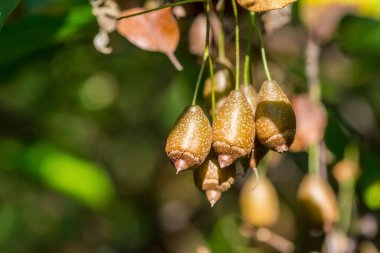 Sinojackia xylocarpa Hu, Styrax familyasından bir ağaçtır. Botanik bitki örtüsü nadirdir. Meyve, Jiangsu Çin 'e özgü bir çekiç gibidir..