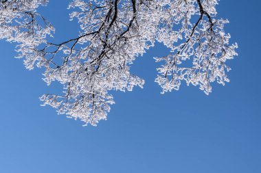 Beyaz karın kış doğası, mavi gökyüzüne karşı dallarla kaplıydı.