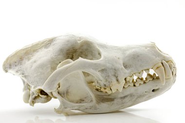 Beyaz arka planda yetişkin bir kurdun hatıra kafatası. Sığ alan derinliğine sahip seçici odak.