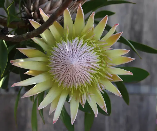 Protea Cynfides Флоксовое Растение Является Отличительным Членом Protea Имеющим Самую — стоковое фото