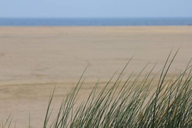 Hollanda 'nın Kuzey Denizi kıyısında bir kumul manzarası