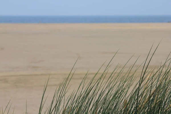 Dune Landscape North Sea Coast Netherlands — Stock Photo, Image