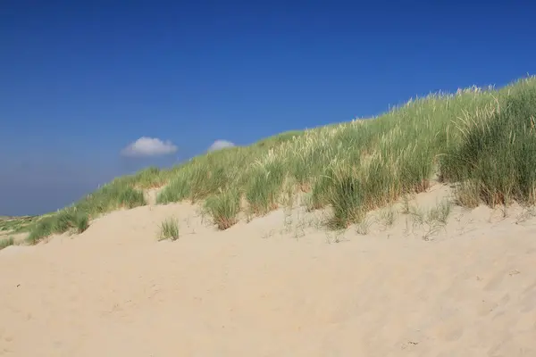 Hollanda Nın Kuzey Denizi Kıyısında Bir Kumul Manzarası Telifsiz Stok Imajlar