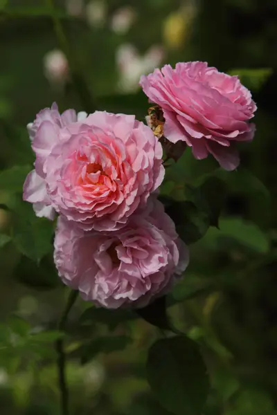 Una Rosa Una Planta Leñosa Perenne Del Género Rosa Familia — Foto de Stock