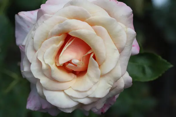 Eine Rose Ist Eine Holzige Mehrjährige Blütenpflanze Der Gattung Rosa — Stockfoto
