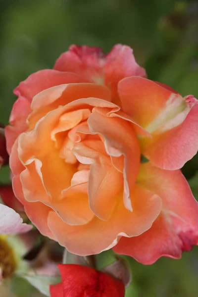 Роза Древесное Многолетнее Цветущее Растение Рода Rosa Семье Rosaceae Цветок — стоковое фото