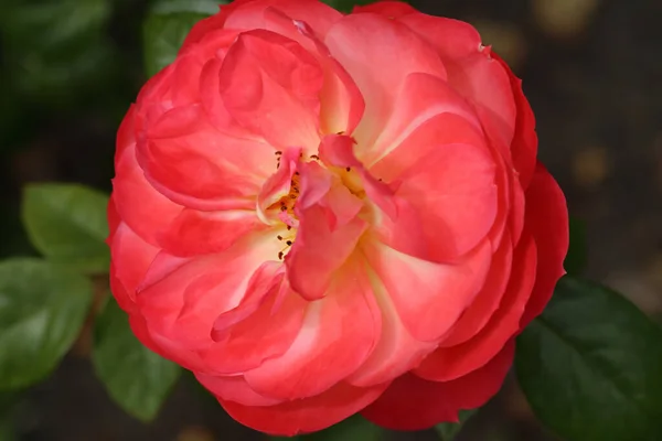 Роза Древесное Многолетнее Цветущее Растение Рода Rosa Семье Rosaceae Цветок — стоковое фото