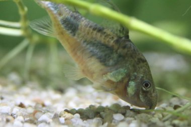 Corydoras paleatus, Callichthyidae familyasından bir kedi balığı türüdür..