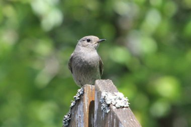 Siyah kızılay (Phoenicurus ochruros), Phoenicurus familyasından bir kuş türü..