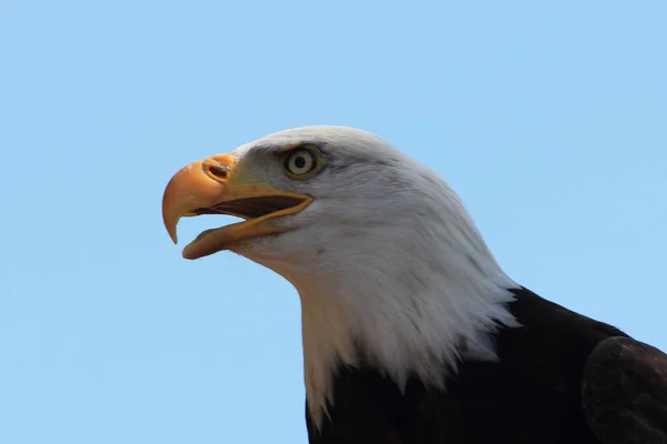 Vista Detallada Águila Calva Haliaeetus Leucocephalus Imagen De Stock
