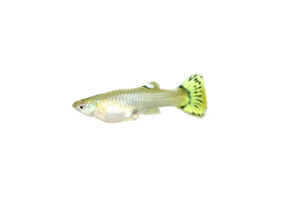 Poecilia Reticulata Популярна Прісноводна Риба Акваріум — стокове фото