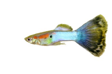 Bir erkek guppy (Poecilia reticulata), popüler bir tatlı su akvaryumu balığı.
