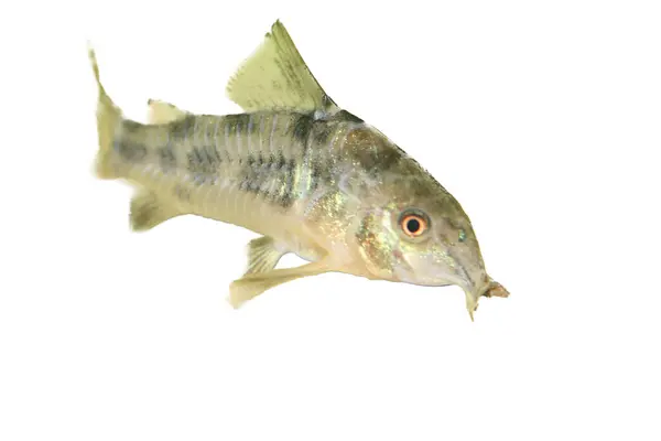 Marbled Catfish Corydoras Paleatus Popular Peixe Aquário Água Doce — Fotografia de Stock