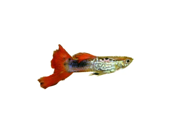 淡水魚として人気のオスグッピー ポエシリア レティカータ — ストック写真