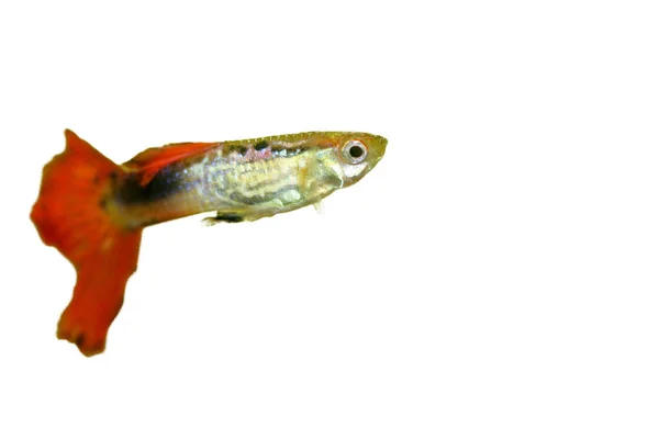 Męski Guppy Poecilia Reticulata Popularna Słodkowodna Ryba Akwariowa — Zdjęcie stockowe