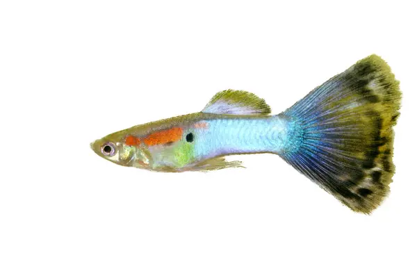 Чоловічий Щеня Poecilia Reticulata Популярна Прісноводна Акваріумна Риба — стокове фото