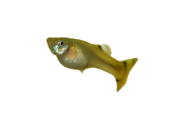 Dişi Bir Guppy Poecilia Reticulata Popüler Bir Tatlı Akvaryumu Balığı — Stok fotoğraf