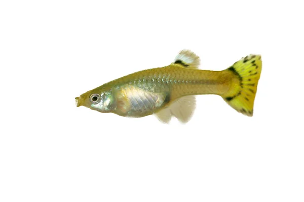 水族馆中受欢迎的淡水鱼 一种雌性水族馆鱼 水族馆 — 图库照片