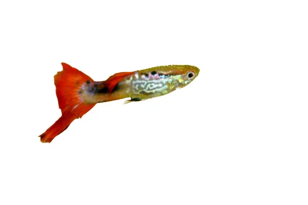 Ein Männlicher Guppy Poecilia Reticulata Ein Beliebter Süßwasser Aquarienfisch — Stockfoto