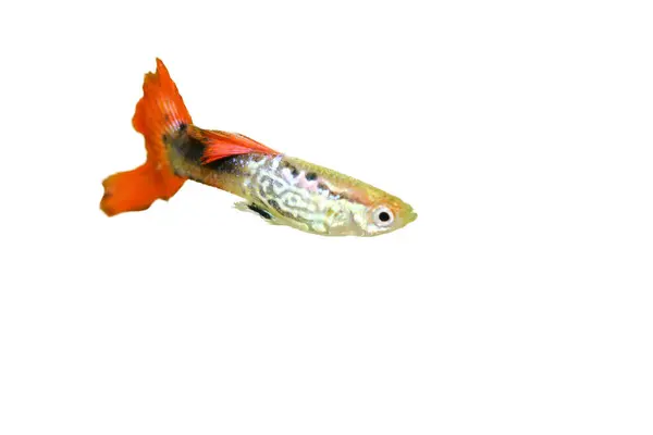 Мужской Гуппи Poecilia Reticulata Популярная Пресноводная Аквариумная Рыба — стоковое фото