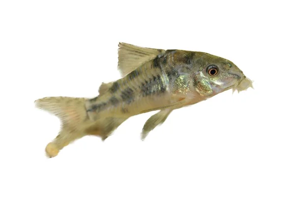 Marbled Catfish Corydoras Paleatus Popular Peixe Aquário Água Doce — Fotografia de Stock