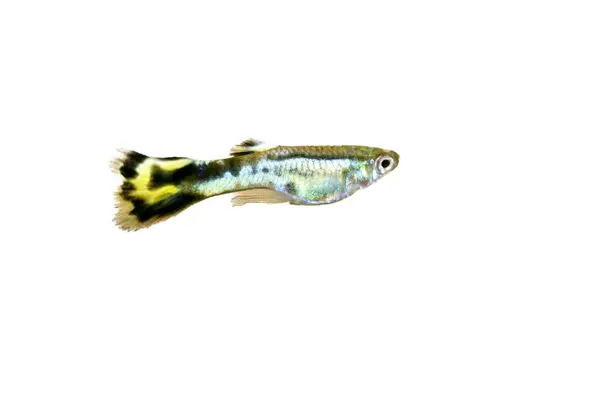 Ein Männlicher Guppy Poecilia Reticulata Ein Beliebter Süßwasser Aquarienfisch — Stockfoto