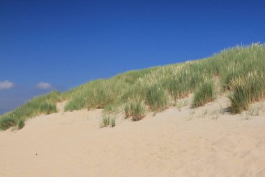 Hollanda 'nın Kuzey Denizi kıyısında bir kumul manzarası