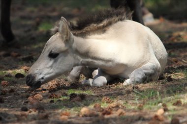 Konik ya da Polonyalı ilkel at, Polonya kökenli küçük, yarı vahşi bir attır.
