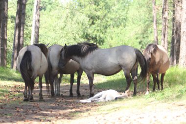 Konik ya da Polonyalı ilkel at, Polonya kökenli küçük, yarı vahşi bir attır.